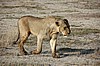 Amboseli