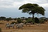 Amboseli