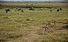 Amboseli