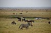 Amboseli