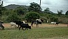 Reba�o masai