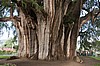 El &aacute;rbol del Tule (Santa Mar&iacute;a del Tule)