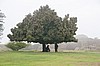 Monte Alb&aacute;n