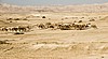 Dromedarios en el desierto de Judea