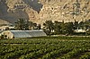 El oasis de Jeric&oacute;