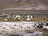 Camino del Ca�&oacute;n del Colca.
Alpacas en los Andes.