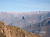 Ca�&oacute;n del Colca.
El vuelo del c&oacute;ndor.