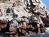 Islas Ballestas.
Leones marinos.