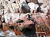 Islas Ballestas.
Leones marinos.