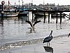 Paracas.
Pel&iacute;canos en el embarcadero.
