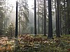 Puszcza Bialowieska