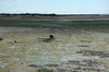 Olhao, P.N. Ria Formosa (Algarve): mariscando