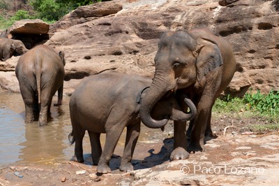 Sri Lanka: Pinnawala