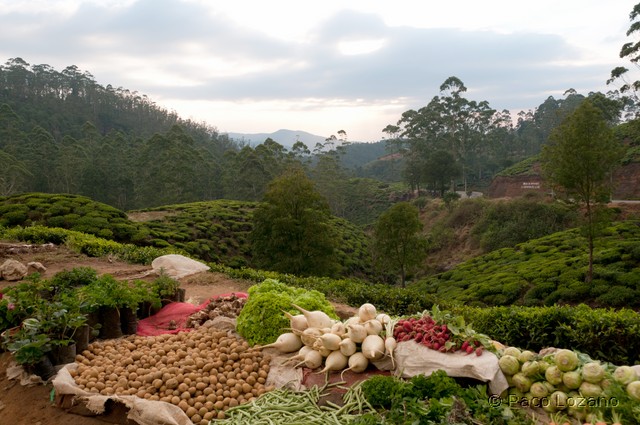Fotograf&iacute;a de Nuwara Eliya, Sri Lanka