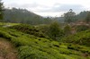 Nuwara Eliya: plantaciones de te