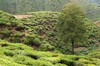 Nuwara Eliya: plantaciones de te