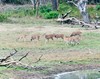 Parque nacional Yala