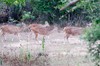 Parque nacional Yala