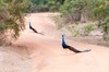 Parque nacional Yala