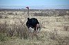 Cr&aacute;ter del Ngorongoro