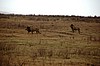 Cr&aacute;ter del Ngorongoro