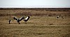 Cr&aacute;ter del Ngorongoro