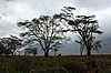 Cr&aacute;ter del Ngorongoro