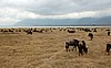 Cr&aacute;ter del Ngorongoro