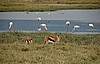 Cr&aacute;ter del Ngorongoro