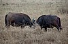 Cr&aacute;ter del Ngorongoro