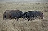 Cr&aacute;ter del Ngorongoro