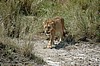Serengeti