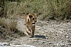 Serengeti