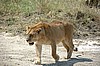 Serengeti