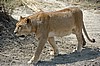 Serengeti