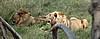 Serengeti
