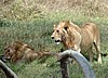 Serengeti