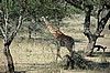 Serengeti