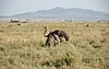 Serengeti