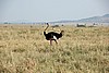 Serengeti