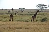 Serengeti