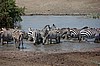 Serengeti