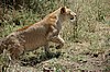 Serengeti