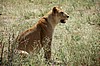 Serengeti
