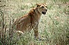 Serengeti