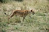 Serengeti