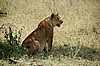 Serengeti