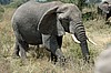 Serengeti