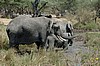 Serengeti