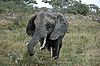 Serengeti